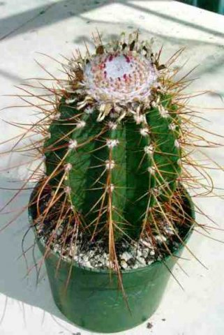 Melocactus_longispina